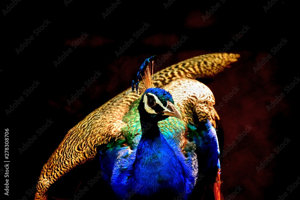 Peacock - the most beautiful of birds and also the national bird of India  Stock Photo | Adobe Stock