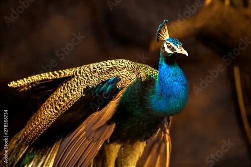 Peacock - the most beautiful of birds and also the national bird of India photo