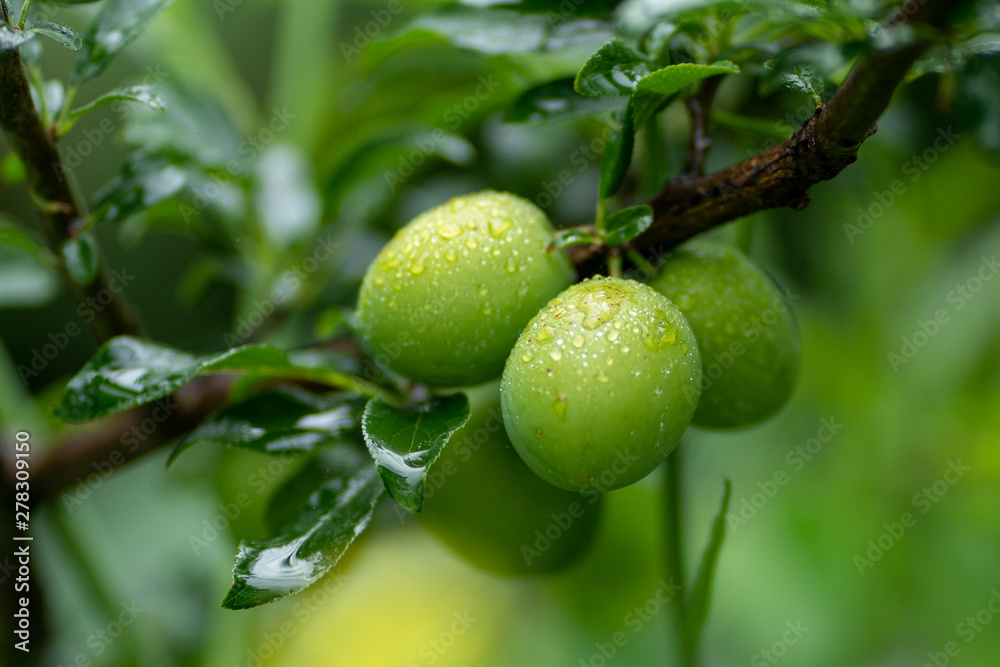 green apricots on a branch with rain drops in soft focus