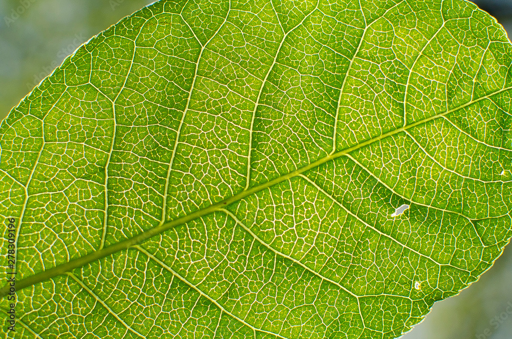 A see through view of the veins and stems of the green leaf. A see through view of the veins and stems of the green leaf.