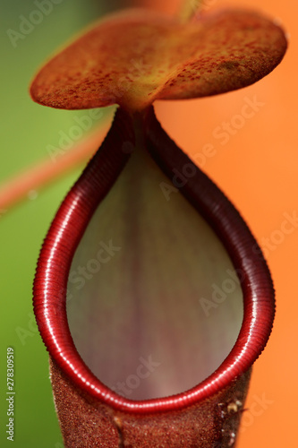 Details of carnivorous nepenthes plant. Selective and shallow focus. photo