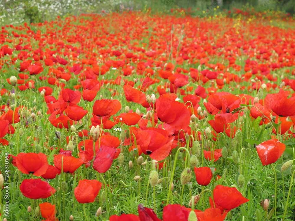 Naklejka premium mohnblumen feld