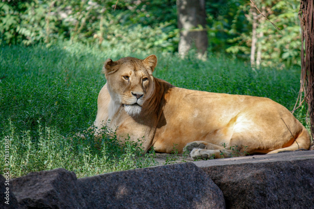 Portrait of a lioness resting on the grass at the zoo in Kiev Portrait of a lioness resting on the grass at the zoo in Kiev