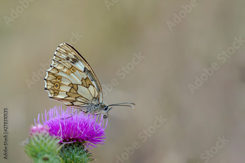 beautiful butterfly in my season garden © Mario Plechaty