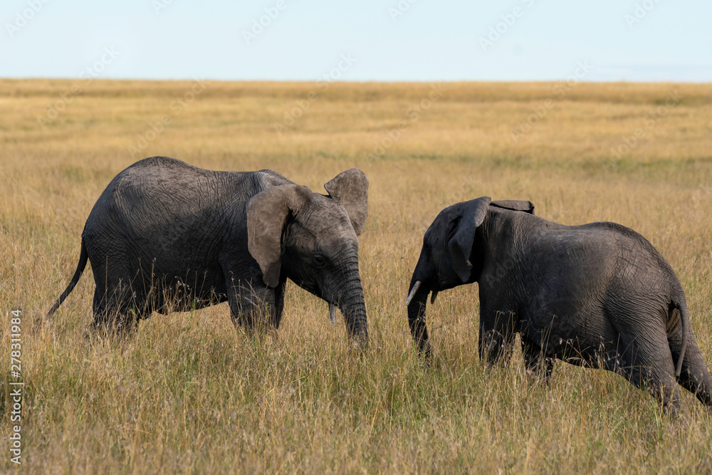 Two african elephant calfs grazing in the grasslands of Masai Mara National Park during a wildlife safari