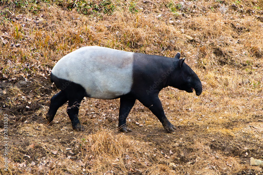 Fototapeta premium マレーバク