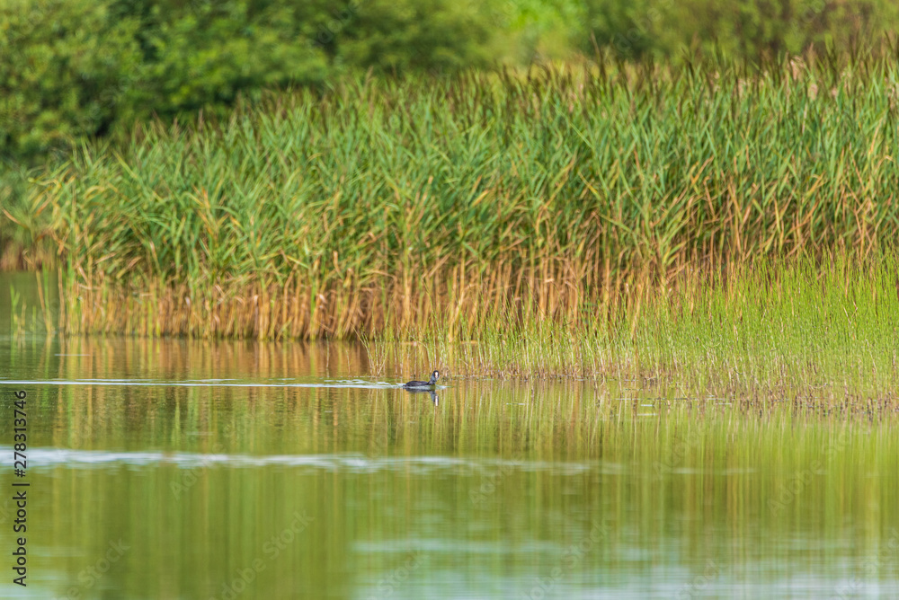 A duck swims in the lake. Photographed from a distance. A duck swims in the lake. Photographed from a distance.