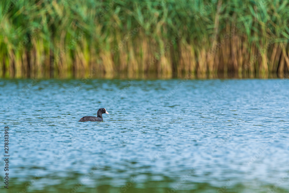A duck swims in the lake. Photographed from a distance. A duck swims in the lake. Photographed from a distance.