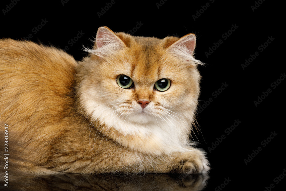 Close-up Angry British Cat Red Chinchilla color with Green eyes Lying on Isolated Black Background, side view