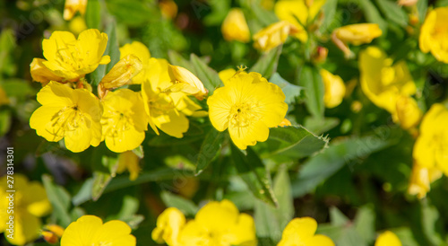 Beautiful yellow little flowers in a field in nature