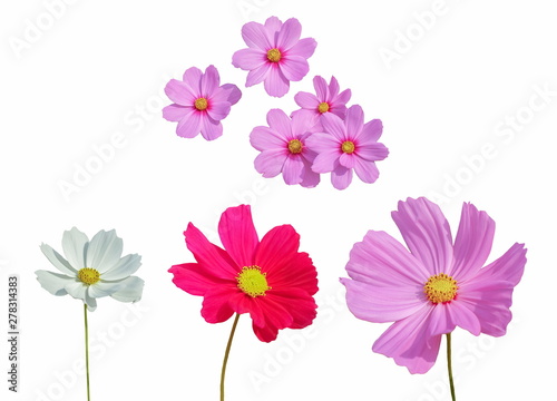 Beautiful white, red and pink Garden Cosmos (Cosmos bipinnatus) blossom blooming isolated on white background.