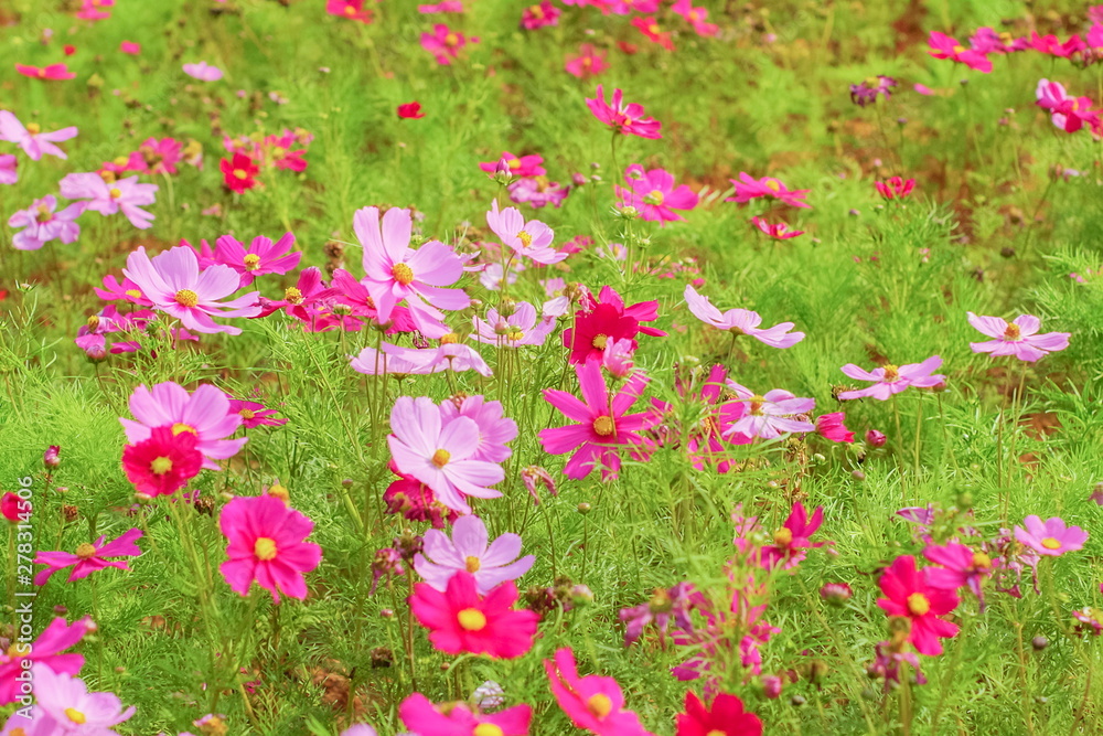 Soft focus many pink and red Garden Cosmos (Cosmos bipinnatus) blossom blooming in garden with green nature blurred background. Soft focus many pink and red Garden Cosmos (Cosmos bipinnatus) blossom blooming in garden with green nature blurred background.