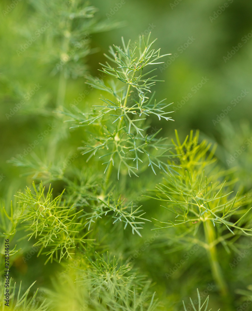 Green leaves on dill as a background Green leaves on dill as a background