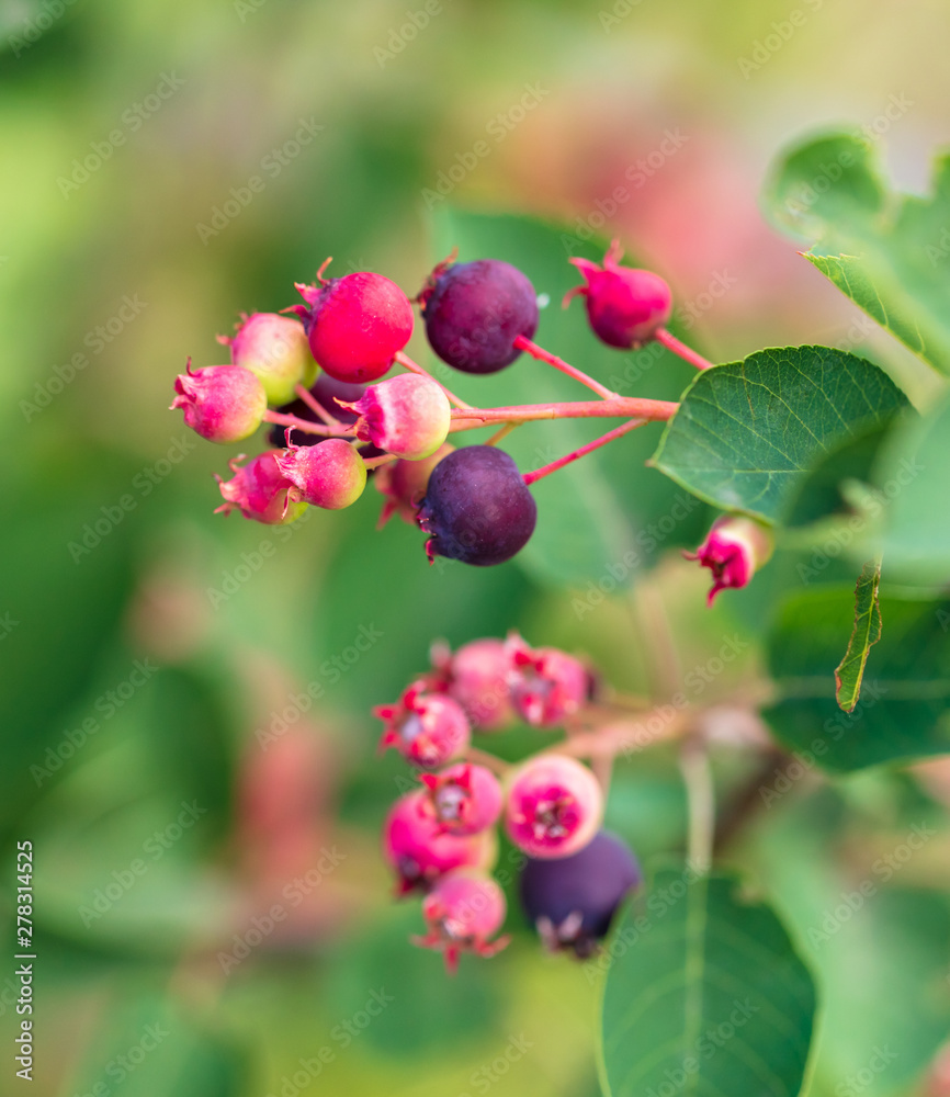 shadberry growing in a garden in nature shadberry growing in a garden in nature