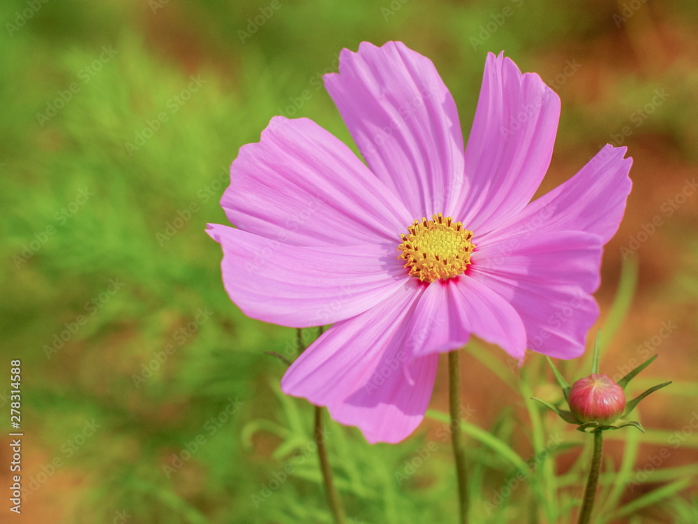 Soft focus Pink Garden Cosmos (Cosmos bipinnatus) blossom blooming in garden with green nature blurred background. Soft focus Pink Garden Cosmos (Cosmos bipinnatus) blossom blooming in garden with green nature blurred background.
