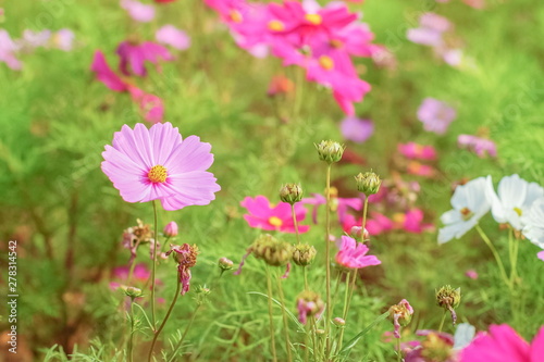 Soft focus Pink Garden Cosmos (Cosmos bipinnatus) blossom blooming in garden with green nature blurred background.