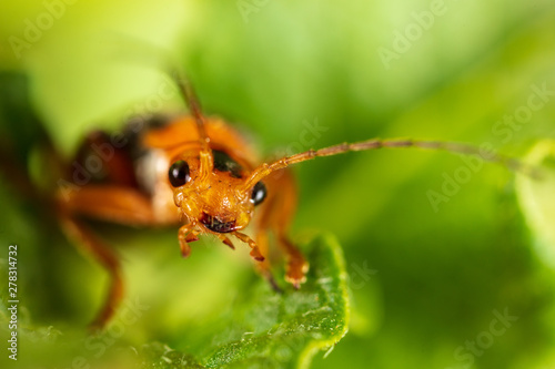Portrait of a beetle on nature. Macro photo © schankz