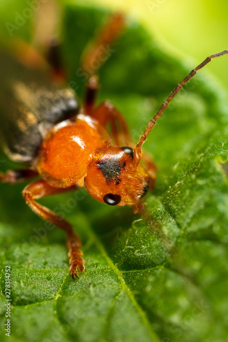 Portrait of a beetle on nature. Macro photo