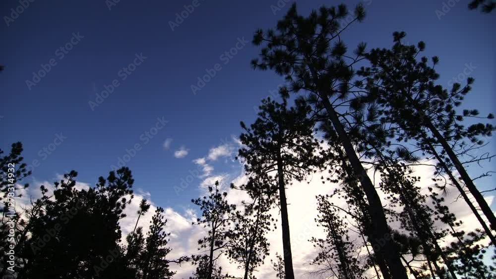 Low angle, forest trees against blue sky Low angle, forest trees against blue sky