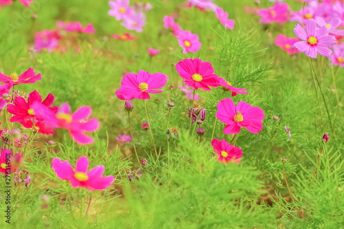 Soft focus many pink and red Garden Cosmos (Cosmos bipinnatus) blossom blooming in garden with green nature blurred background. © Yuttana Joe