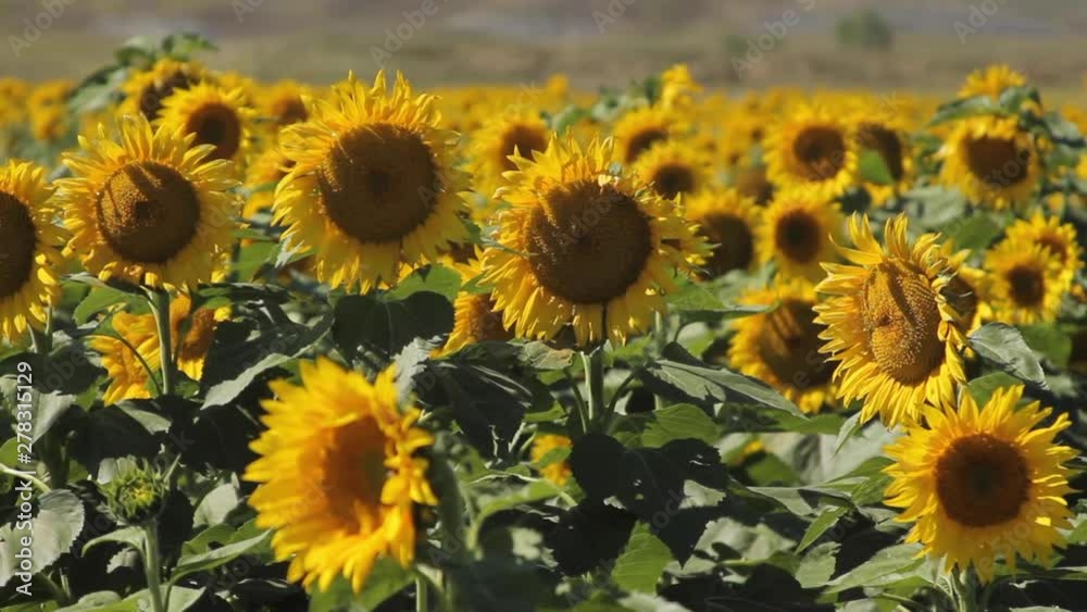 Field of sunflowers, close up