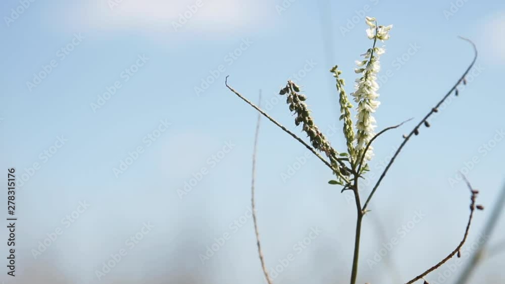 Exotic flower in rural field, close up Exotic flower in rural field, close up