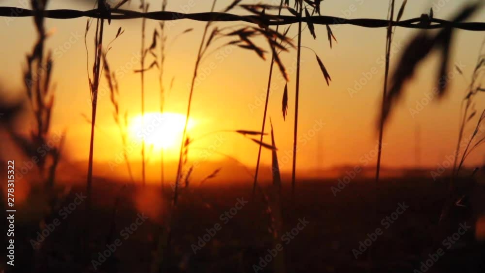 Close up, grain and barbed wire fence at sunset Close up, grain and barbed wire fence at sunset