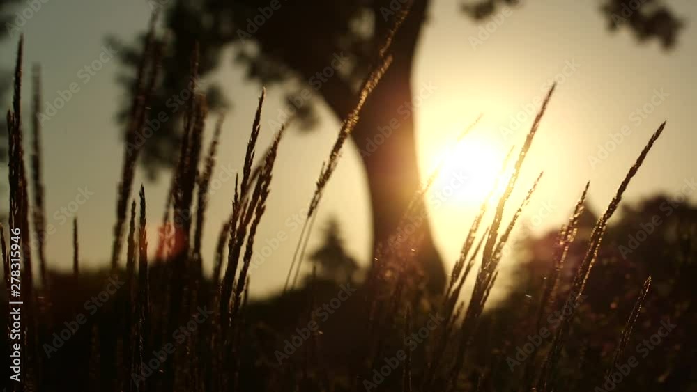 Plant at sunrise, close up Plant at sunrise, close up