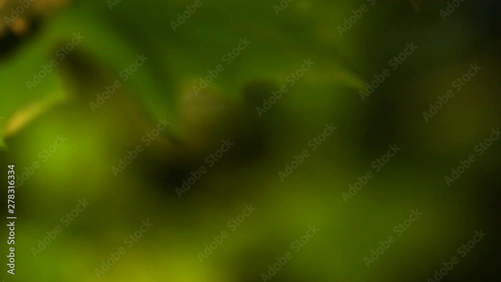 Close up, tree vegetation at sunrise Close up, tree vegetation at sunrise