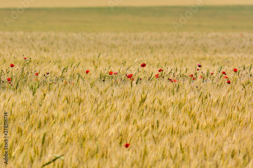 Red poppy (common names: corn poppy, corn rose, field poppy, Flanders poppy, red poppy, red weed, coquelicot) blooming on field, shallow DOF background. - Image