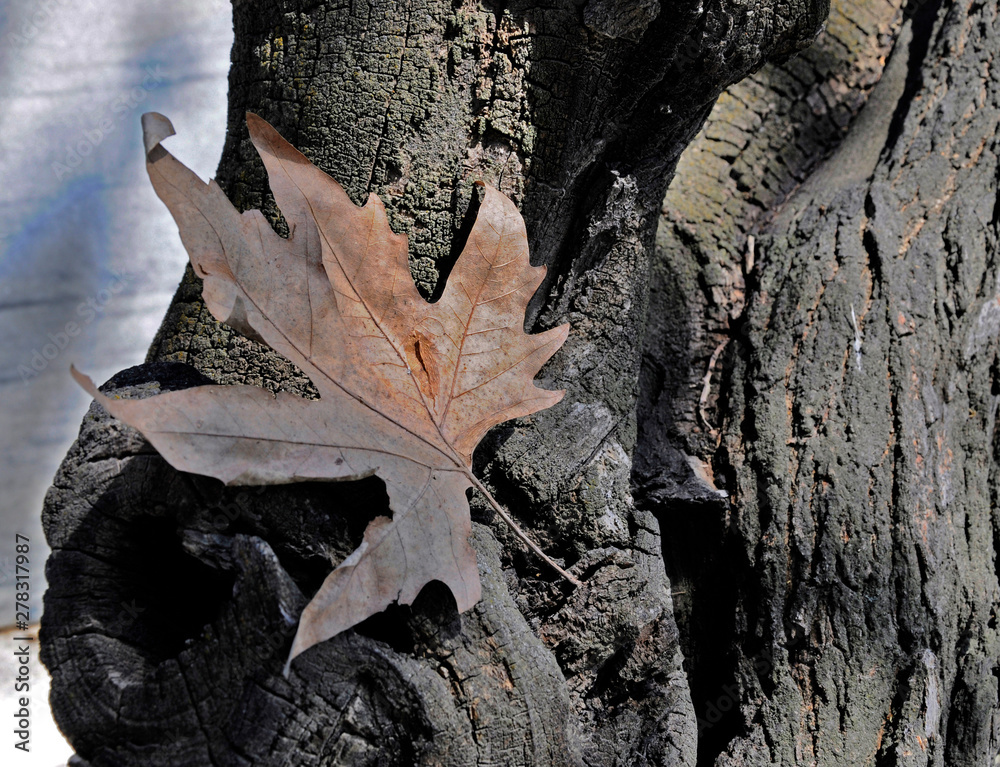 Autumn leaf on the old tree