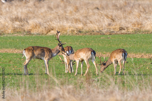 A group of Fallow deer in a meadow. Dama dama