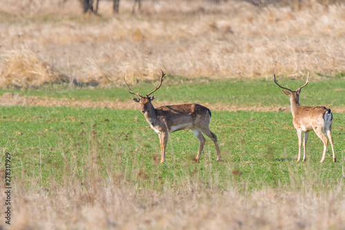 A group of Fallow deer in a meadow. Dama dama