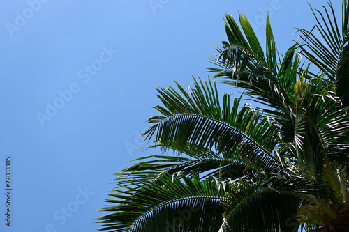 Coconut palm against the blue sky. Tropical background