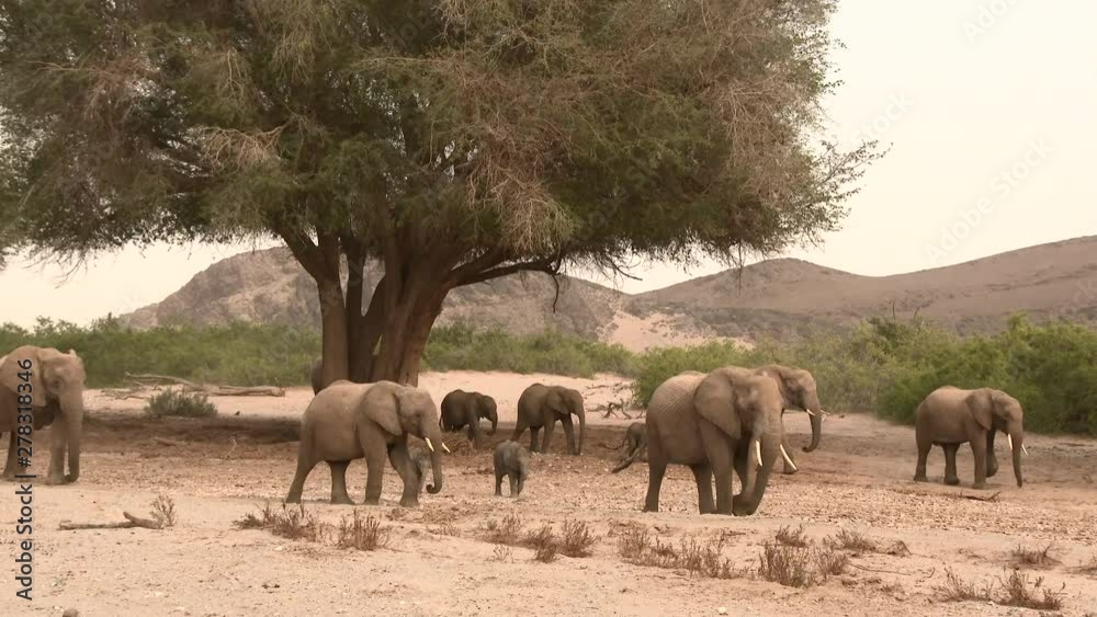 Desert elephant (Loxodonta africana) family sauntering through a dry Hoanib river bed, sand blowing in the wind, Namibia. Desert elephant (Loxodonta africana) family sauntering through a dry Hoanib river bed, sand blowing in the wind, Namibia.