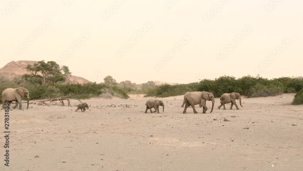 Desert elephant (Loxodonta africana)  family sauntering in a dry Hoanib river bed, Namibia.