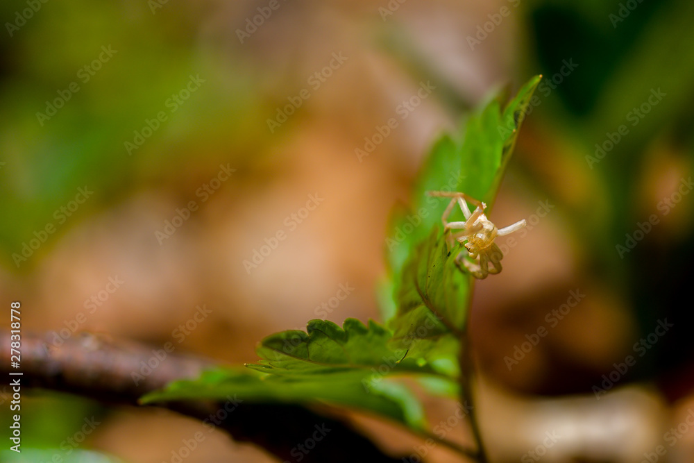 Small green spider on a leaf Small green spider on a leaf