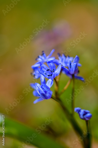 blooming flower primrose, blue snowdrop spring day