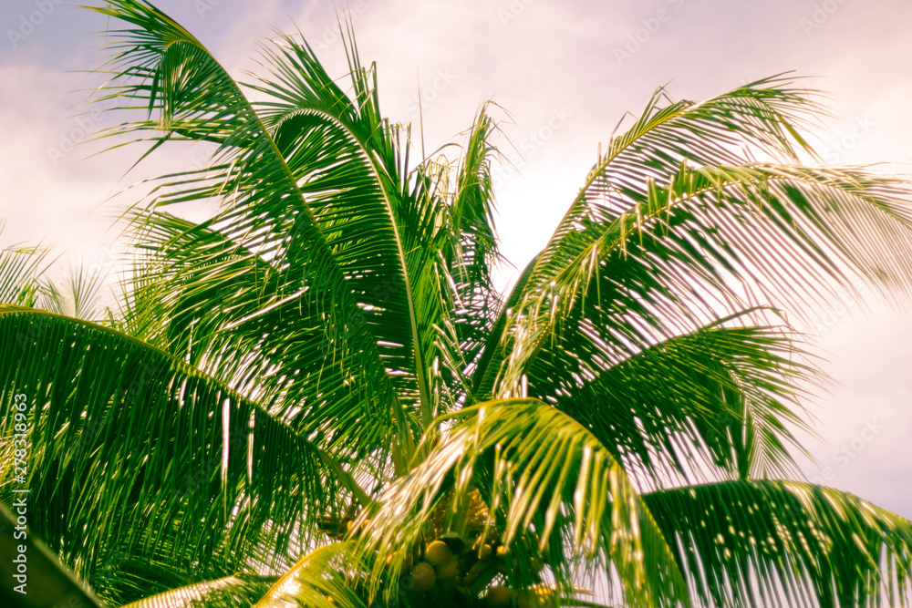 Fototapeta premium Palm trees with sky.