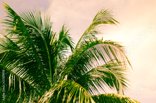 Palm trees with sky.