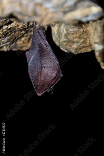Greater horseshoe bat( Rhinolophus ferrumequinum)