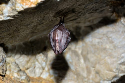 Greater horseshoe bat( Rhinolophus ferrumequinum) photo