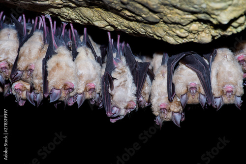 Greater horseshoe bat( Rhinolophus ferrumequinum)