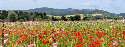 Panorama Feld mit Mohn photo