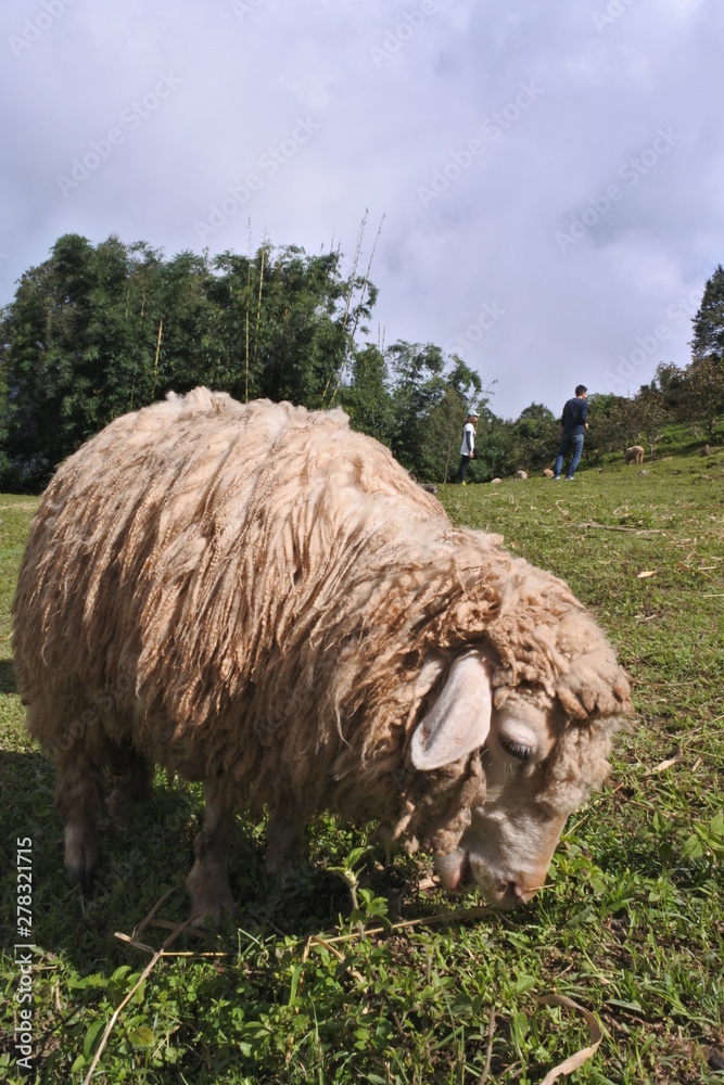 Obraz premium sheep in field