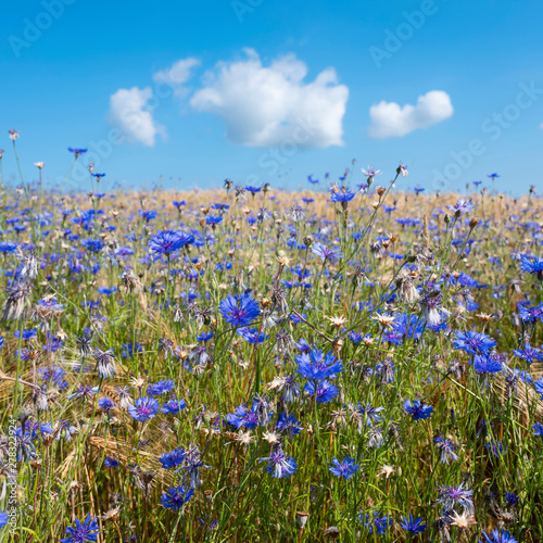 corn flowers in wheat field under blue sky with fluffy clouds