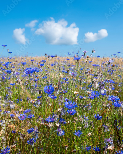 corn flowers in wheat field under blue sky with fluffy clouds