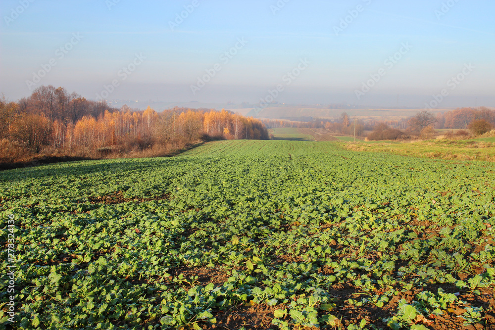 Arable fields in autumn