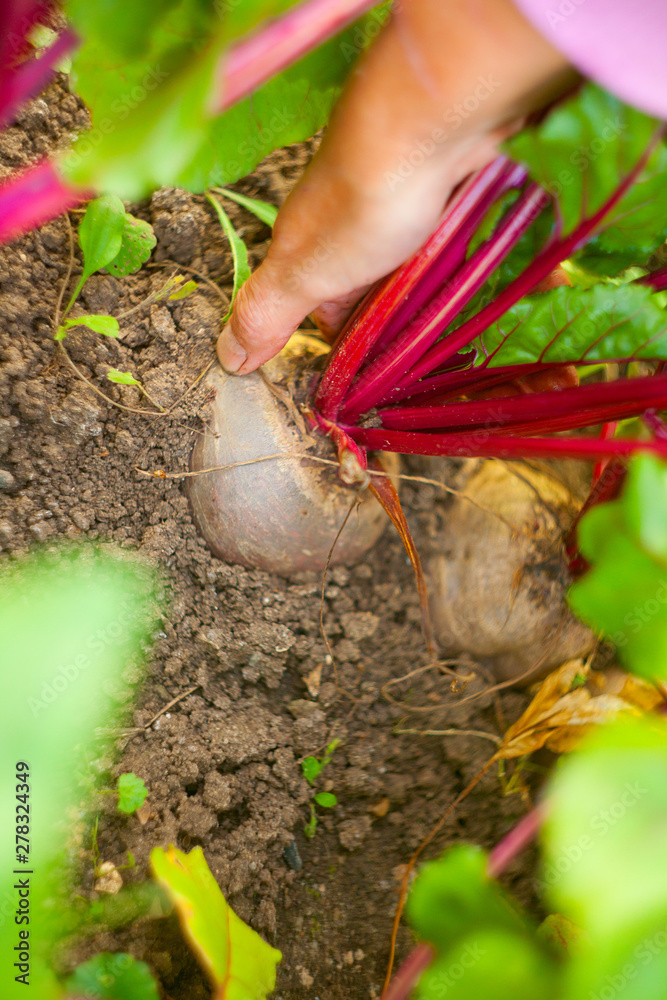 ripe beets on bed in garden ripe beets on bed in garden
