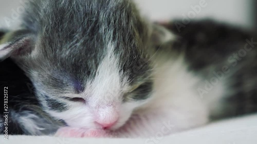 Wallpaper Mural funny video two cute newborn kittens sleep teamwork on the bed. pets concept pets concept. lifestyle little cats striped sleep on a friendship and love white background Torontodigital.ca